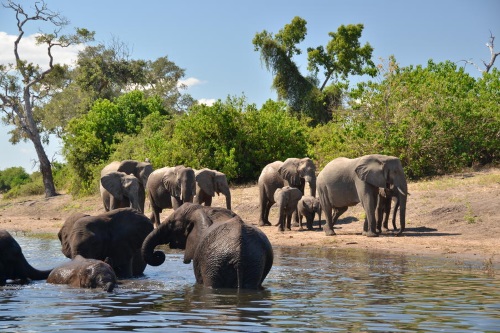Muchenje Safari Lodge onderweg tijdens boottocht chobe rivier